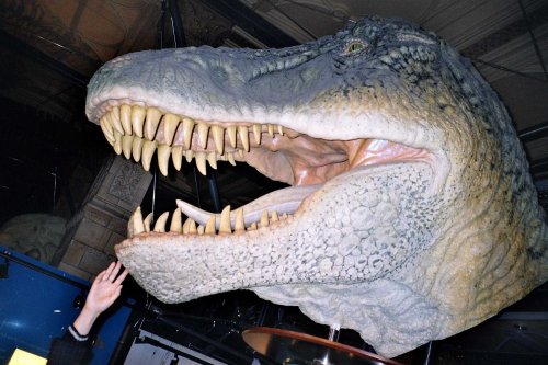 London - Natural History Museum, June 2005