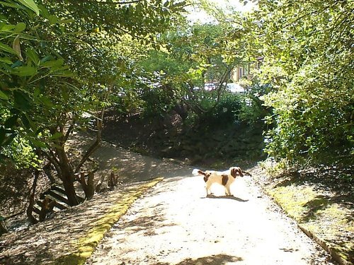 One of the many winding paths in Bold venture Park, Darwen, Lancashire.