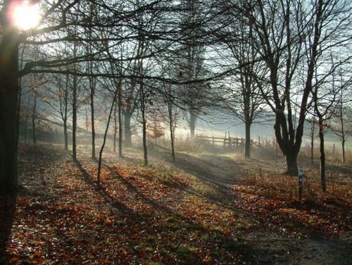 Robin wood country park. Gloucester. Taken Dec 2005