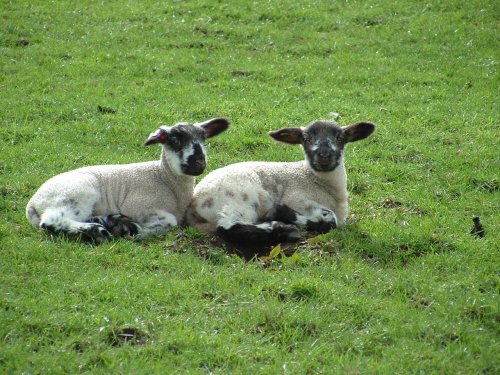 The joy's of spring in the Yorkshire dales