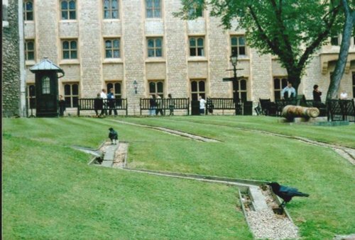 Resident Ravens at the Tower of London, Sept 2002