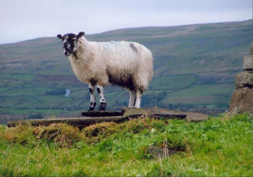 Sheep, surveying the land, over Hawes, Yorkshire Dales, Oct 05