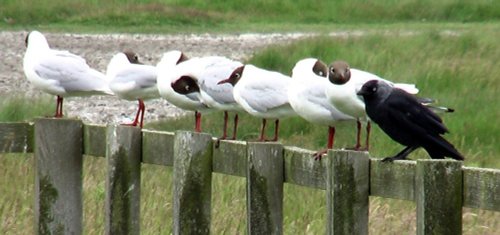 Birds of Lindisfarne, July 2005.