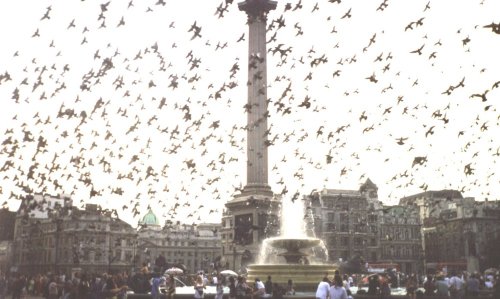 London - pigeons at Trafalgar Square