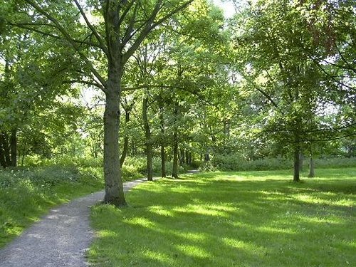 Woodland path in Marple