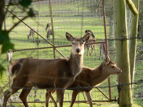 I took this pic of the deer while on another walk around the country lanes of Somerset