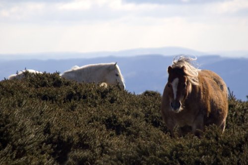Wild horses on Hergest Ridge, Kington, Herefordshire.