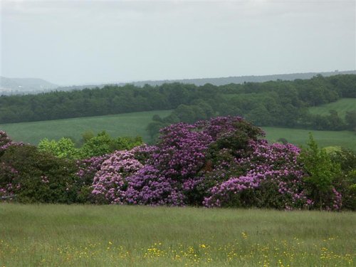 Emmetts Gardens, Ide Hill, Nr Sevenoaks. Featured in the 1985 film, 'Room with a View'