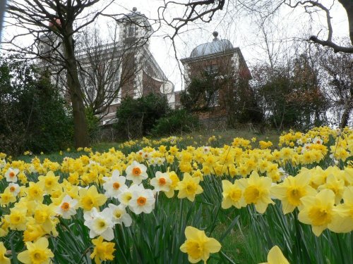 Spring daffodils in Greenwich Park, London