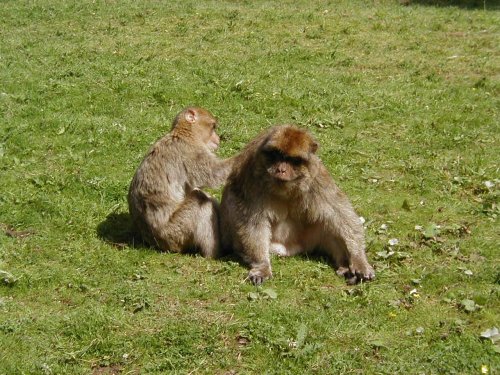 Monkey Forest, Trentham, near Stoke on Trent, Staffordshire