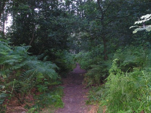 Excellent jogging trail on Helsby Hill