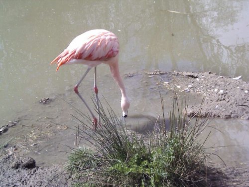 A picture of Bentley Wildfowl & Motor Museum