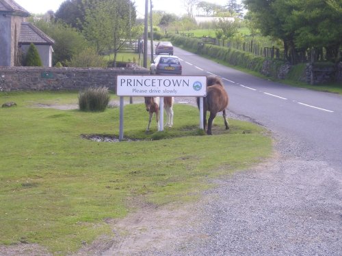 Dartmoor ponies at Princetown, Devon. May 2006