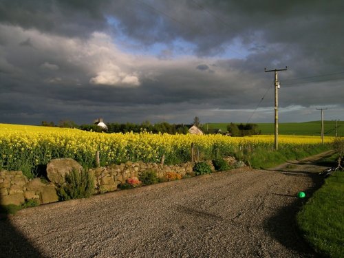 Drumwhindle, Aberdeenshire. Field of Rapeseed..May 2004