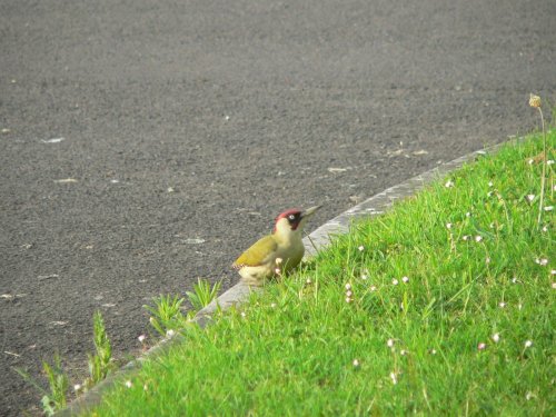 This pic of a Green Woodpecker was taken from our kitchen window, in Chard, Somerset