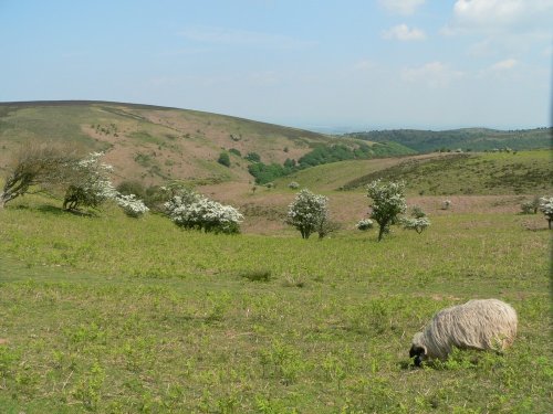 A view of the Quantock hills in Somerset