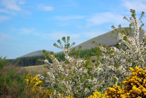 May Blossom in College Valley, Cheviot Hills.