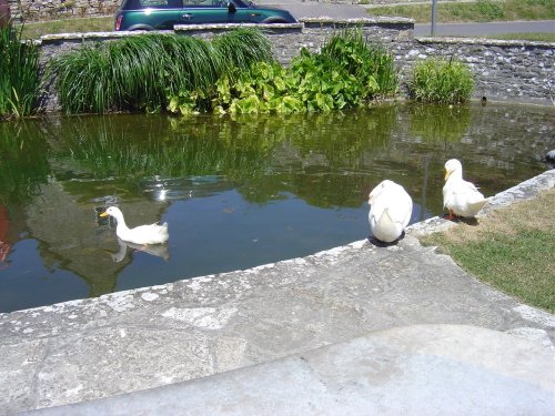 Duck pond in Worth Matravers, a small village in Dorset