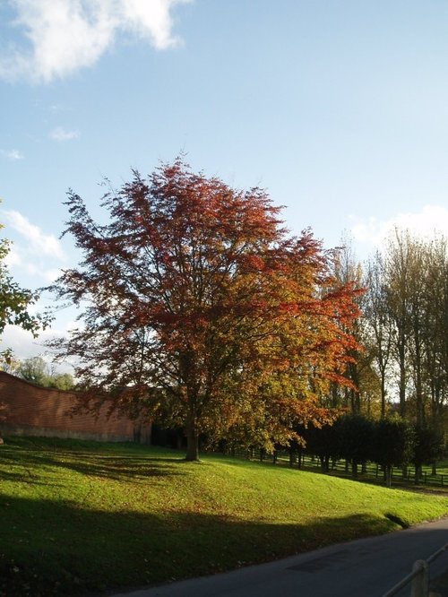 Beautiful tree between Hendred House and the village stores in East Hendred, Oxfordshire