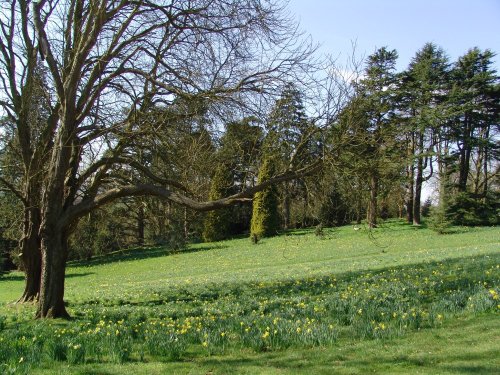Daffodil Valley at Waddesdon Manor, Buckinghamshire