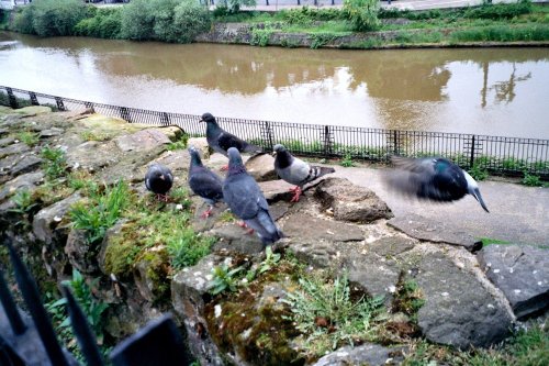 Tonbridge - view from Castle