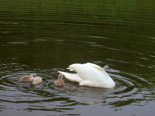 What no neck! - Swans and cygnets at the River Walk in Clevedon, Somerset.