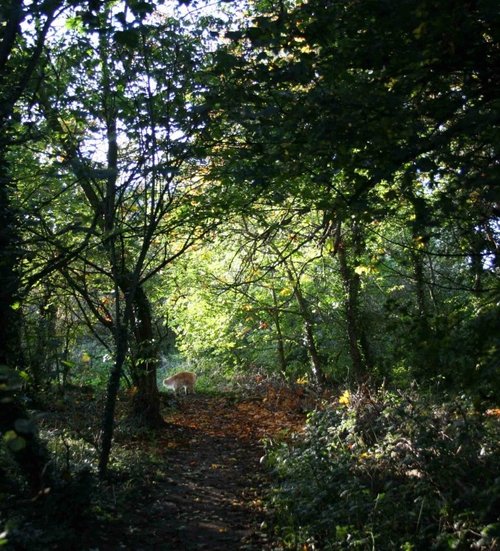 woods in Sprotbrough, Doncaster