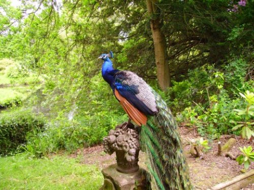 Peacock at The Swiss Garden, Old Warden, Bedfordshire
June 2006