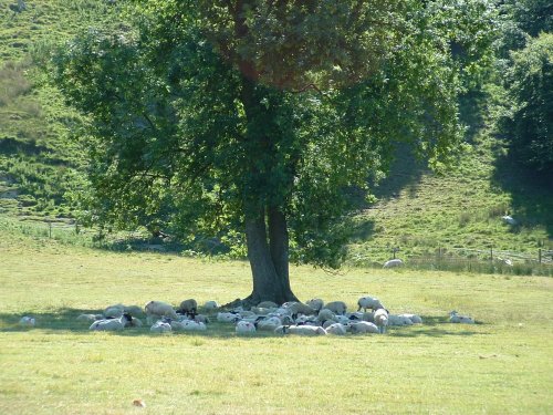 Taking advantage of the shade, Yorkshire Dales finest sheep July 2006