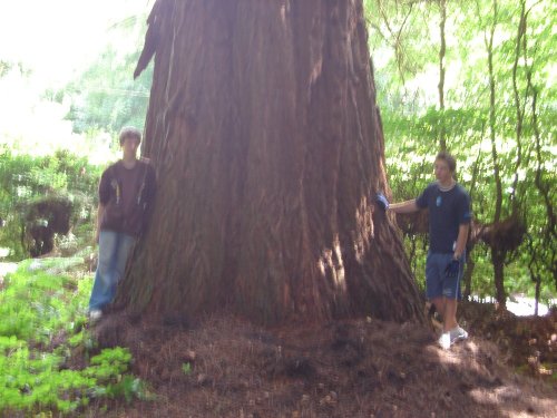 A giant redwood in polecat copse, Haslemere, Surrey. One of the biggest in the UK