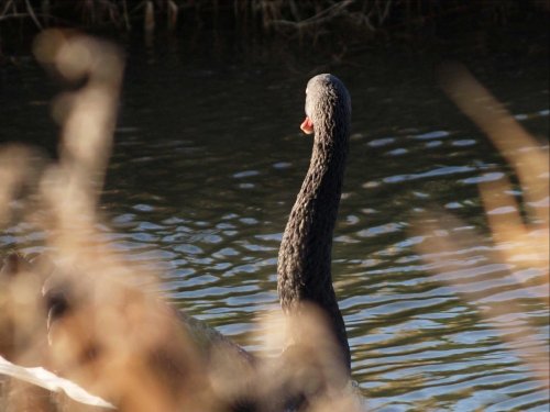 A naturalised, wild Australian Black Swan on the River Cherwell, Lower Heyford, Oxon.