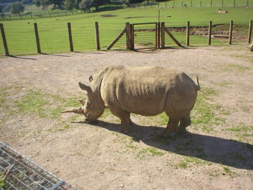 Rhino at Marwell Zoo in Hampshire.