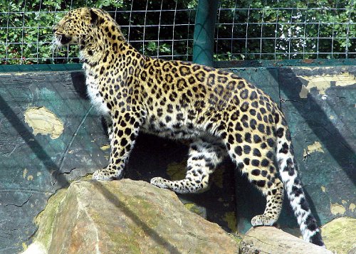 Twycross Zoo, Leicestershire. Leopard