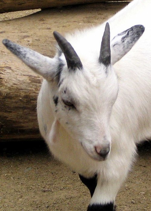 Twycross Zoo, Leicestershire. Pet's Corner Goat
