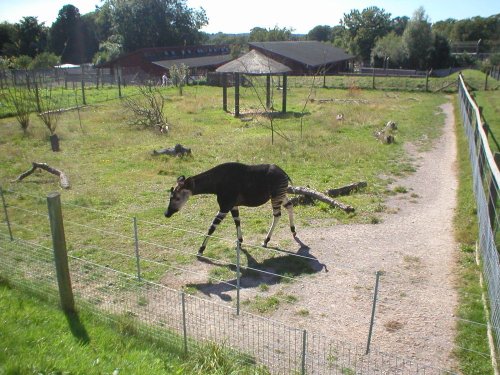 Okapi at Marwell Zoo, Hants