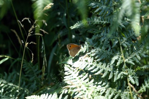A 'Meadow Brown' butterfly, Rendlesham Forest. Suffolk, July 2006
