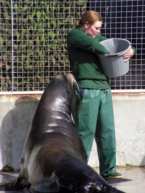 A picture of The National Seal Sanctuary