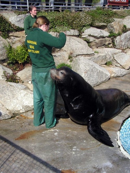 A picture of The National Seal Sanctuary