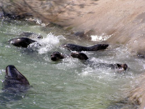 National Seal Sanctuary, Gweek, not far from Helston, Cornwall. April 2005. Feeding time.