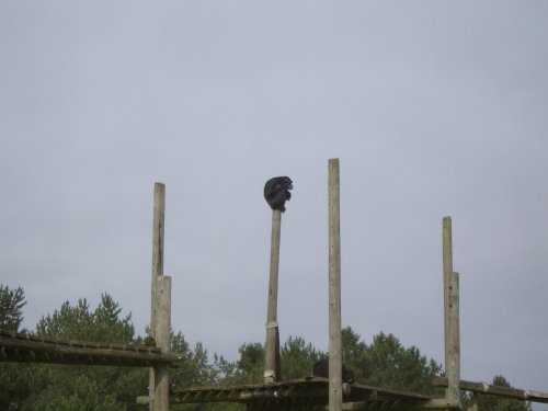 Monkey world in Dorset