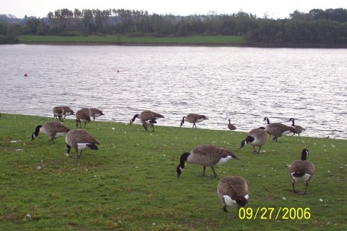 Pugneys Park (with Canadian Geese) near Wakefield, West Yorkshire.