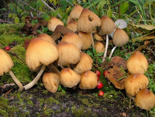 Hamsterley forest patch of fungii by footpath