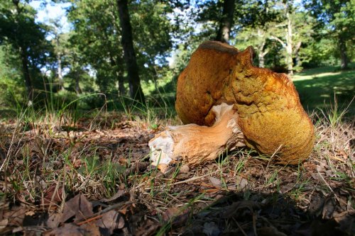 Exbury gardens, Exbury, Hampshire