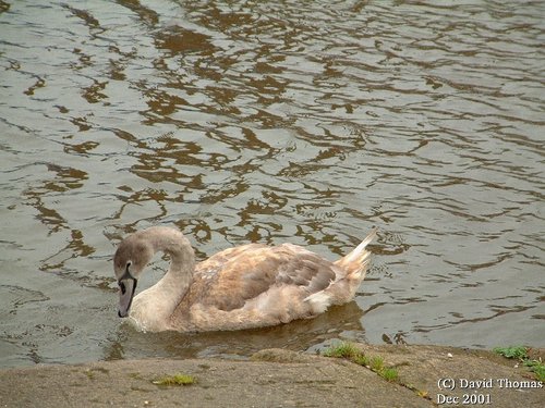 Ellesmere Port - Taken By David Thomas DEC 2001