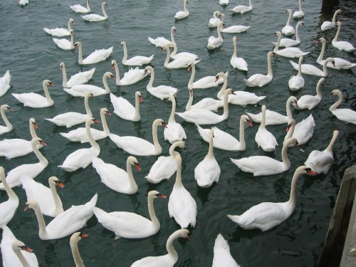 Swans in Littlehampton