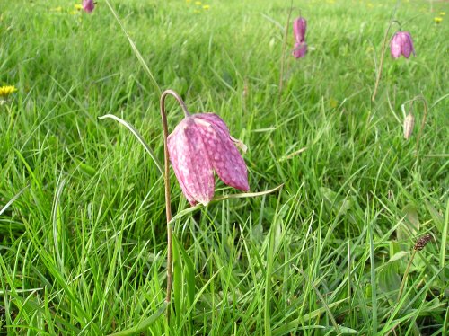The rare snakeshead fritillary in North Meadow, Cricklade, Wiltshire