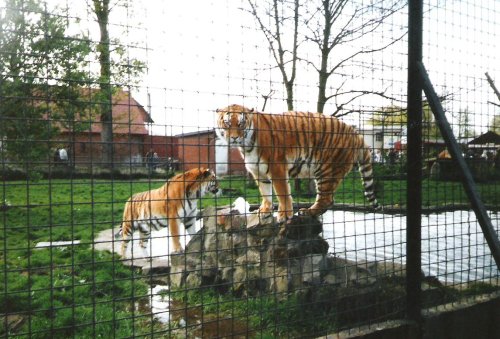 Chester Zoo 
1992