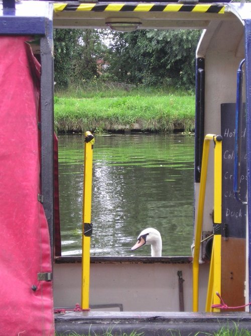 River Cam at Fen Ditton