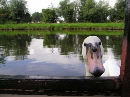 Curious Swan - River Cam at Fen Ditton
