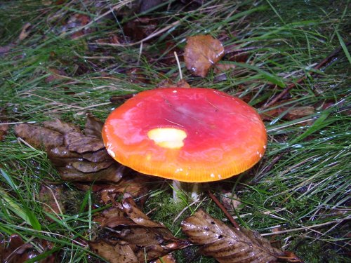 A poisonous mushroom found growing in the grounds of Overwater hall hotel